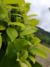 Close-up of fresh green plant