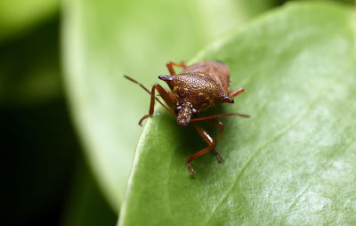 Close-up of shield bug insect on green leaf