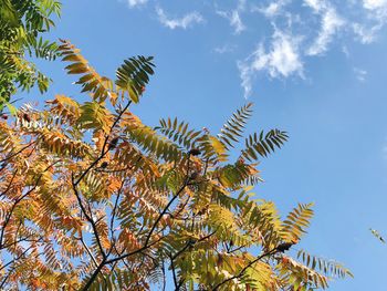 Low angle view of tree against sky