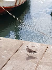 High angle view of bird perching on water