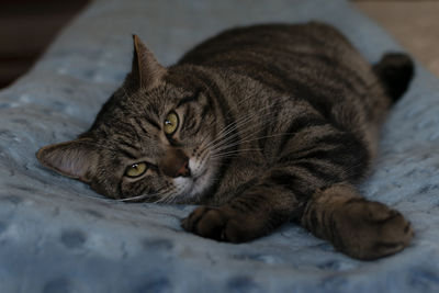 Close-up of cat lying on bed