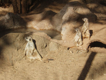 Sheep in sand