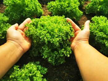 Cropped image of hand holding plant