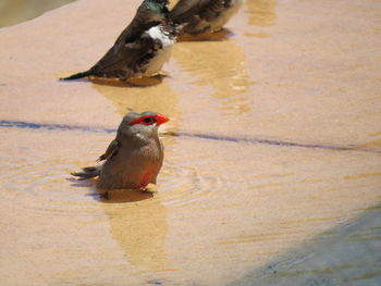 Close-up of bird perching on shore