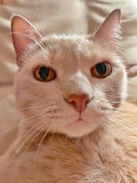 Close-up portrait of a cat