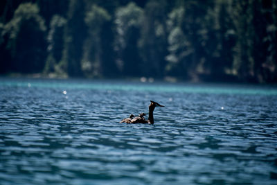 Ducks swimming in lake