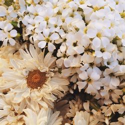 Close-up of white daisy flowers