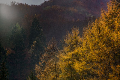 Trees in forest during autumn