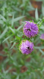 Close-up of purple flower