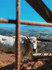 High angle view of cow seen through metal fence
