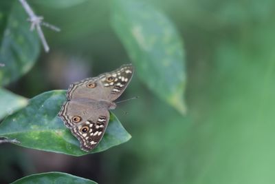 Close-up of butterfly on plant