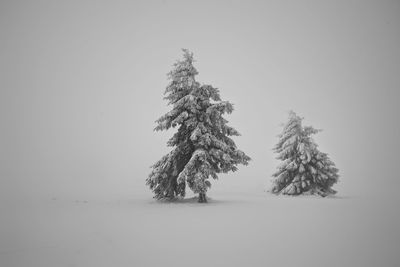 Single tree on landscape