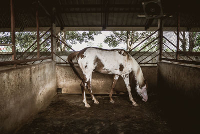 Horse standing in stable