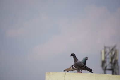 Bird perching on wall