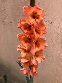 Close-up of red flowers against blurred background