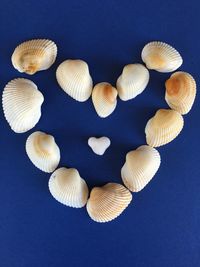 High angle view of shells