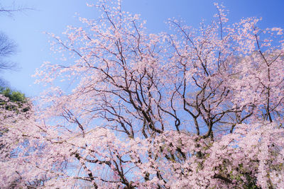 Low angle view of cherry blossoms against sky