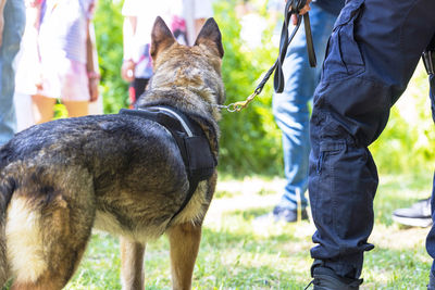 Police officer in uniform on duty with aged k9 canine german shepherd police dog