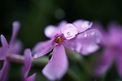 Close-up of water drops on purple flower