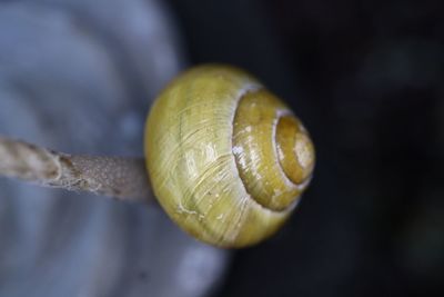 Close-up of snail on leaf