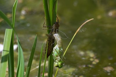 Close-up of spider on plant