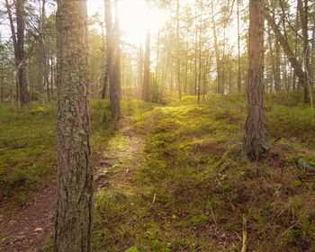 Trees growing in forest