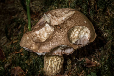 Close-up of mushroom growing in forest