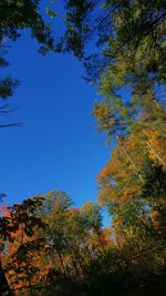 Low angle view of trees against clear blue sky