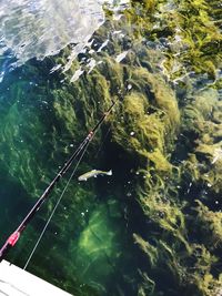 High angle view of fish swimming in river