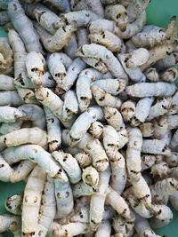 Group of worm before making cocoon silk. 