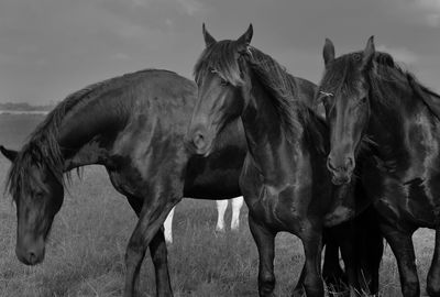 Horses standing in a field