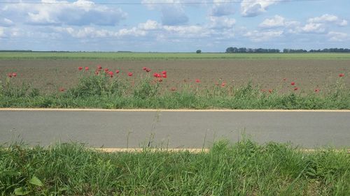 Scenic view of poppy field against sky