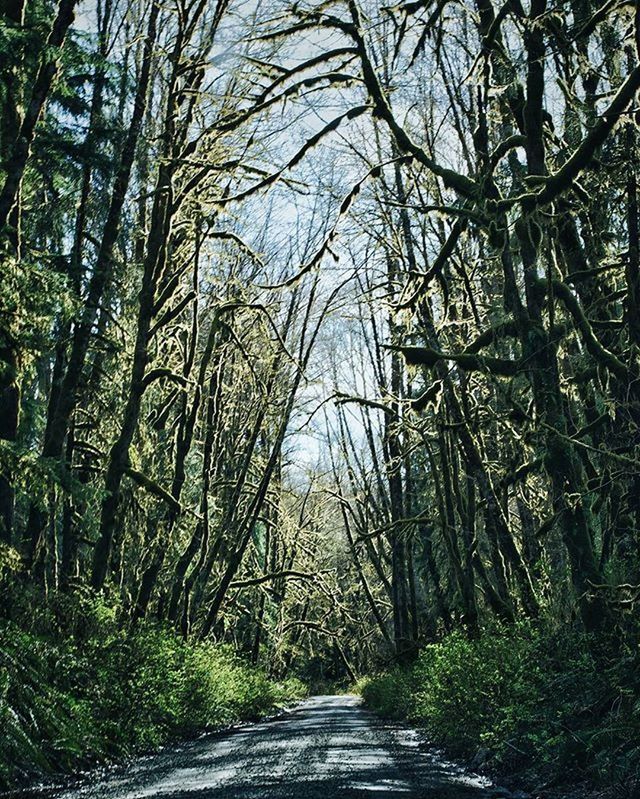 the way forward, tree, diminishing perspective, vanishing point, tranquility, transportation, road, forest, nature, growth, empty road, narrow, tranquil scene, long, tree trunk, branch, footpath, treelined, empty, pathway