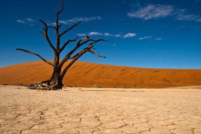 Dead tree at desert against blue sky