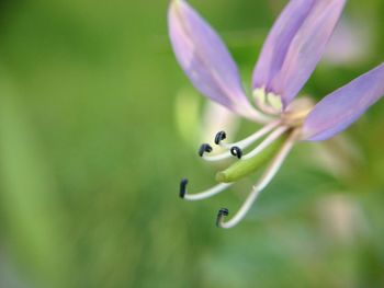 Close-up of flower plant