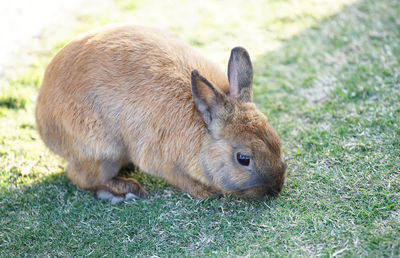 Close-up of a rabbit on field