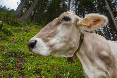 Close-up of cow on grass