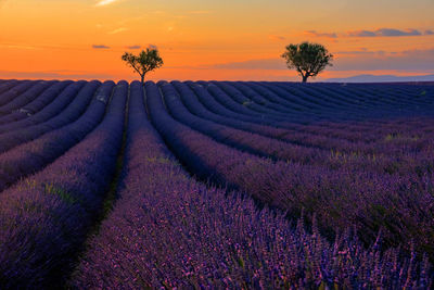 Scenic view of field against sky during sunset