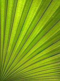 Full frame shot of green leaves