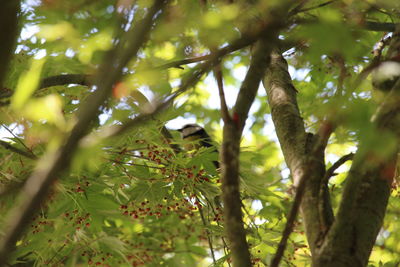 Low angle view of bird on tree