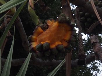 Close-up of fresh green leaves