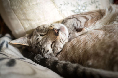 Close-up of cat sleeping