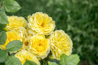 Close-up of yellow flowering plant