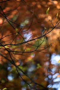 Low angle view of silhouette tree branches