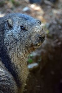 Close-up of an animal