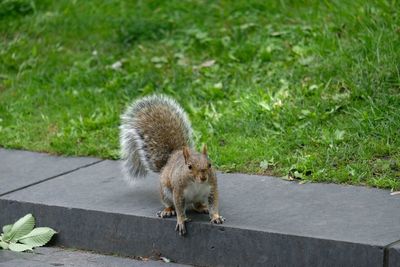 View of an animal on footpath