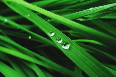 Close-up of wet grass