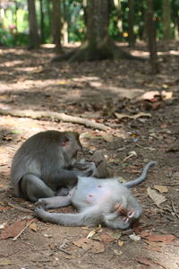 Close-up of monkey