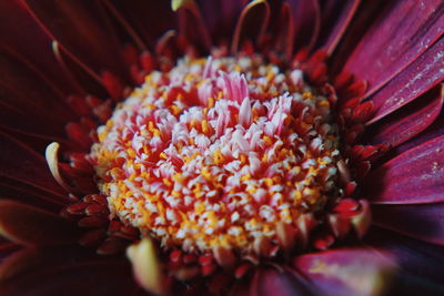 Close-up of pink flower