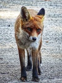Portrait of fox standing outdoors